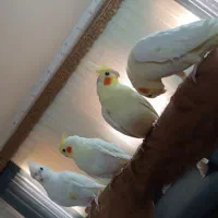 عروس هلندی آلبینو نر ولوتینو مولد وتکی|پرنده|بندرعباس, |دیوار