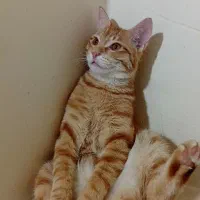 ۶ ماهشه نره