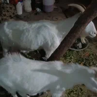 یک عددبز سانن ماده ویک عدد سانن نر همراه