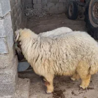 فروش بره نر چاق چاق