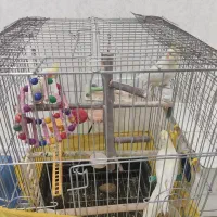 3 تا عروس هلندی جفت با جوجه