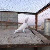 کبوتر پرنده|پرنده|الوند, |دیوار