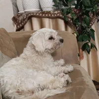 سگ پیدا شده(گم شده)