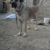 سگ سرابی