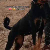 واگذاری روتوایلر