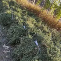 فروش یونجه