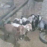 بز بزغاله شهرکردی وچن تا گوش بلند  نژدی بیمی