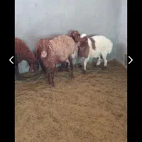 میش و بره هترو وساده