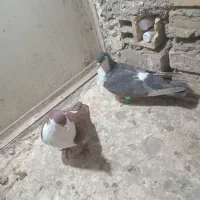 کبوتر|پرنده|مشهد, رضاییه|دیوار