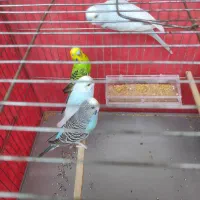 اهواز|پرنده|اهواز, شهرک نفت|دیوار