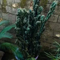 کاکتوس صخره ای 10 ساله