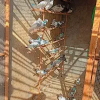 کفتر|پرنده|قشم, |دیوار