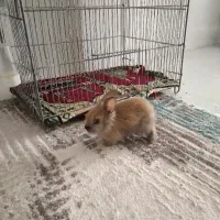 خرگوش لوپی پشمالو