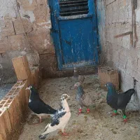 کبوتر پرشی صید