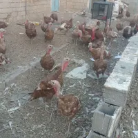 فروش تعدادی بوقلمون نژاد بوربون در کاکی|حیوانات مزرعه|خورموج, |دیوار
