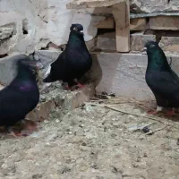 کبوتر رنگی|پرنده|سوسنگرد, |دیوار