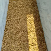 بادام سنگی