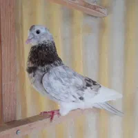 پرنده کفتر نر سرور
