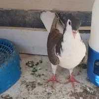 کبوتر رنگی|پرنده|اهواز, منبع اب|دیوار