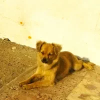 سگای زیبا|سگ|تولم شهر, |دیوار