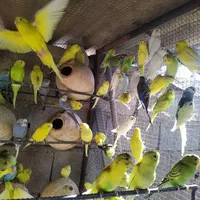 فروش عمده مرغ عشق