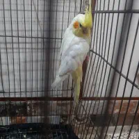 عروس پاریس ماده