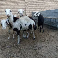 ۴ عدد میش پلنگی جوان..گوسفند بره