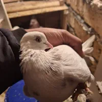 کبوتر کفتر|پرنده|مشکین‌دشت, |دیوار