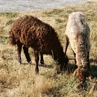 میش بره