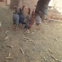 مرغ لاری نسل داره جنگی همه پنج میلیون وپانصد|حیوانات مزرعه|پائین جام, |دیوار