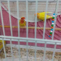 کوتوله برزیلی|پرنده|بندر کنگان, |دیوار