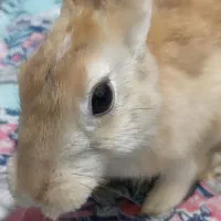 خرگوش