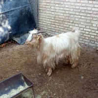 بره و بز|حیوانات مزرعه|گتوند, |دیوار