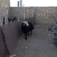 قره چال ۲۰ خوش تیپ