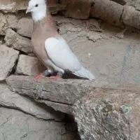 کبوتر نر طوقی