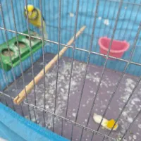 قناری نر سوپر|پرنده|حمیدیا, |دیوار