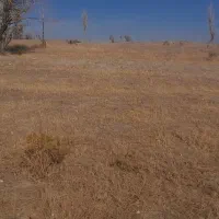 ماده عراقی درجه یک|سگ|سجاس رود, |دیوار