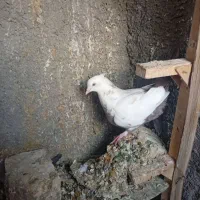 کفتر بهبهانی