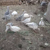جوجه|حیوانات مزرعه|ضیاء آباد, |دیوار