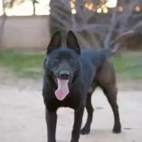 توله بلژین مالینویز در رنگ ماهگونی یا دارک