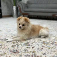 سگ پامر|سگ|فردیس, شهرک سپاه|دیوار