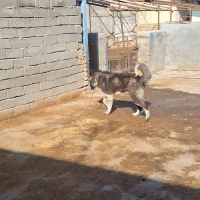 سگ قدرجونی اصیل