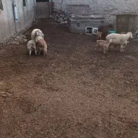 گوسفند بره‌دار‌