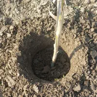 اجاره علف زن و چاله کن|خدمات باغبانی و درختکاری|امیرکلا, |دیوار