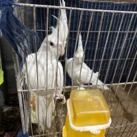 عروس هلندی البینو|پرنده|درگز, |دیوار