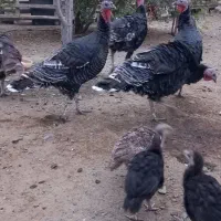 بوقلمون|حیوانات مزرعه|گمیشان, |دیوار