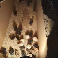 جوجه عربی|حیوانات مزرعه|اهواز, گلدشت|دیوار