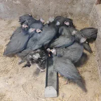 مرغ شاخدار یا سیستم یا به عبارتی مروارید