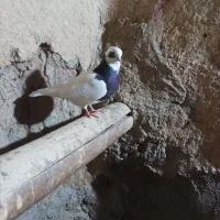 کبوتر طوقی|پرنده|باروق, |دیوار