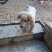 سگ جا ندارم قیمت کم گفتم رد بشه